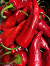 Piments rouges bio (250g) Les légumes bio Dries Delanote - Le monde des mille couleurs - Dikkebus Belgique