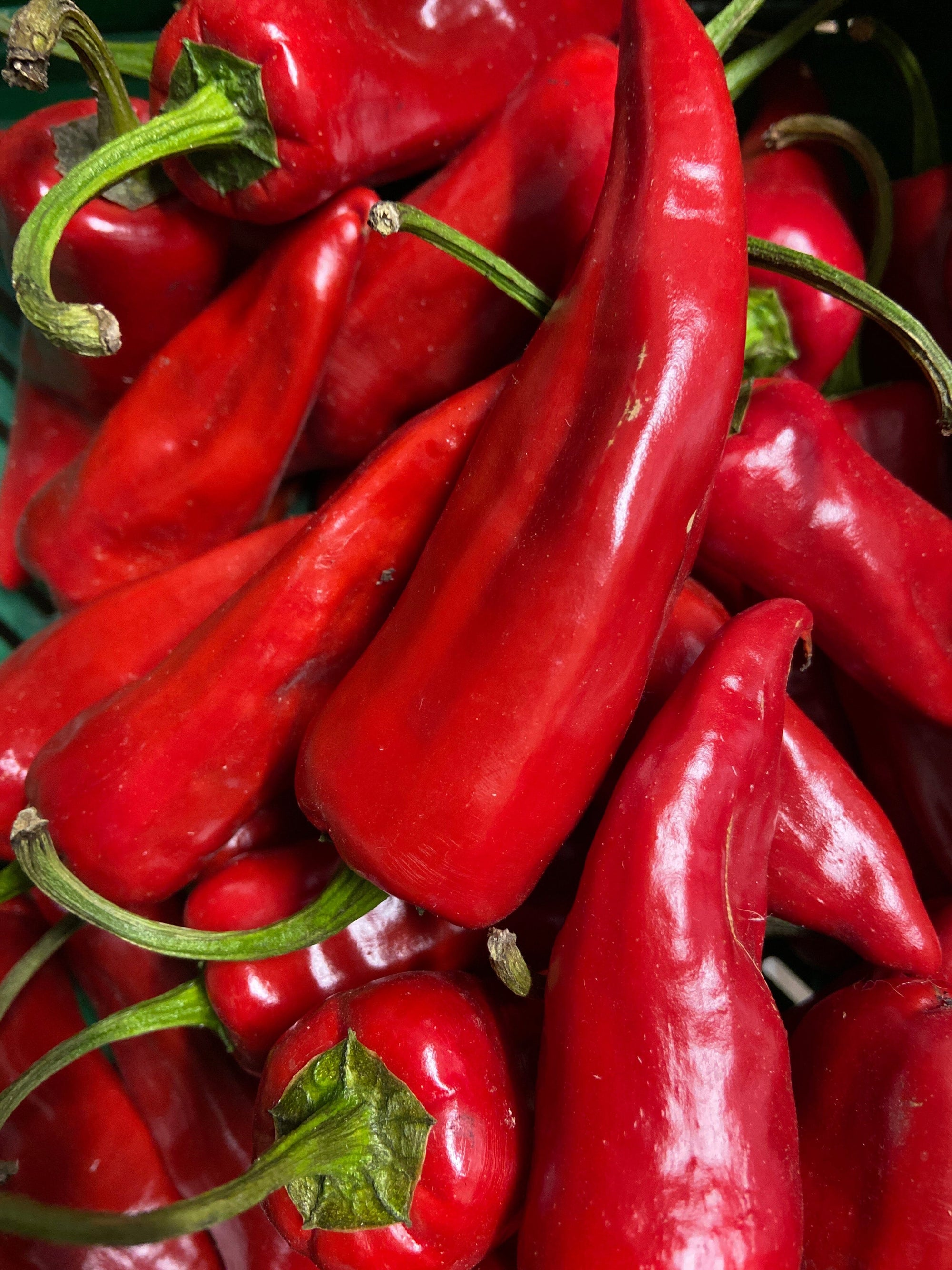 Piments rouges bio (250g) Les légumes bio Dries Delanote - Le monde des mille couleurs - Dikkebus Belgique