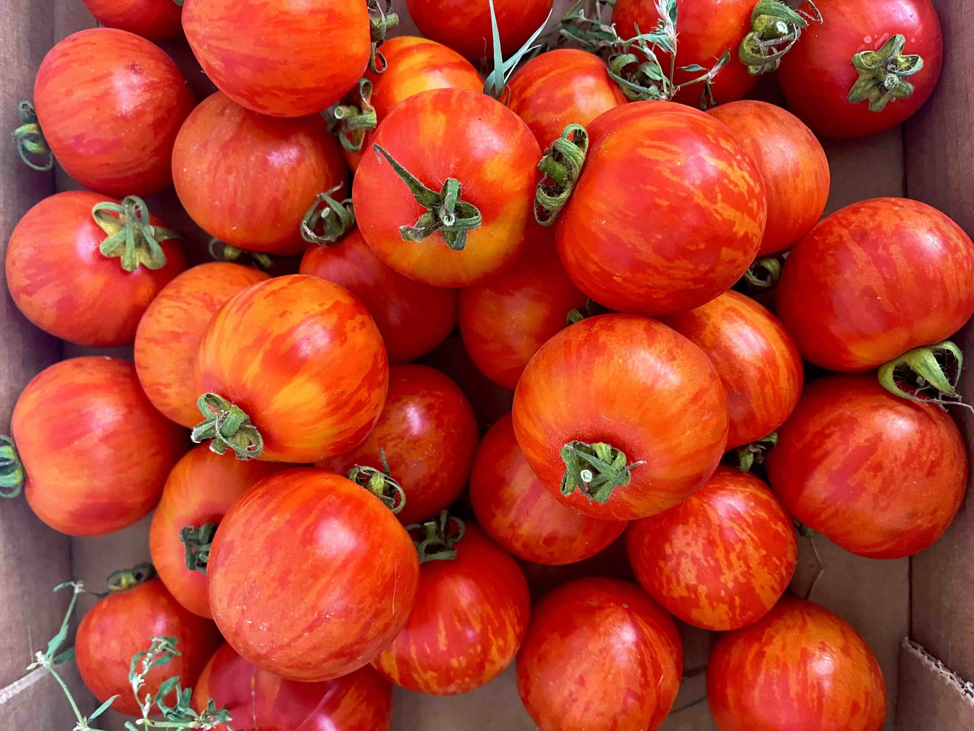 Tomate zebra rouge bio (500g) Les légumes Guillaume Pinte - Arleux en gohelle