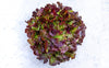 Salade feuille de chêne rouge (pièce) Les légumes bio Denis - La ferme Cimetière - Toufflers