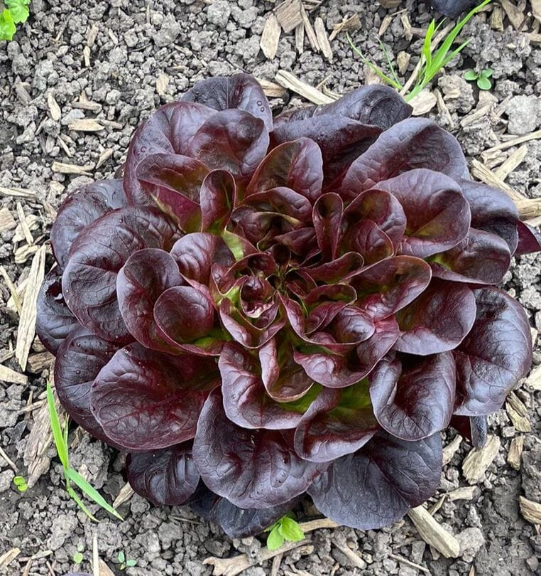 Salade multifeuille rouge bio (pièce) Les légumes bio Pierre & Clément - La ferme des frères Côtes - Sainghin-en-Mélantois