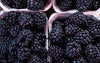 Mûres bio (125g) Les fruits bio Audrey - Perma & Cense - Gondecourt