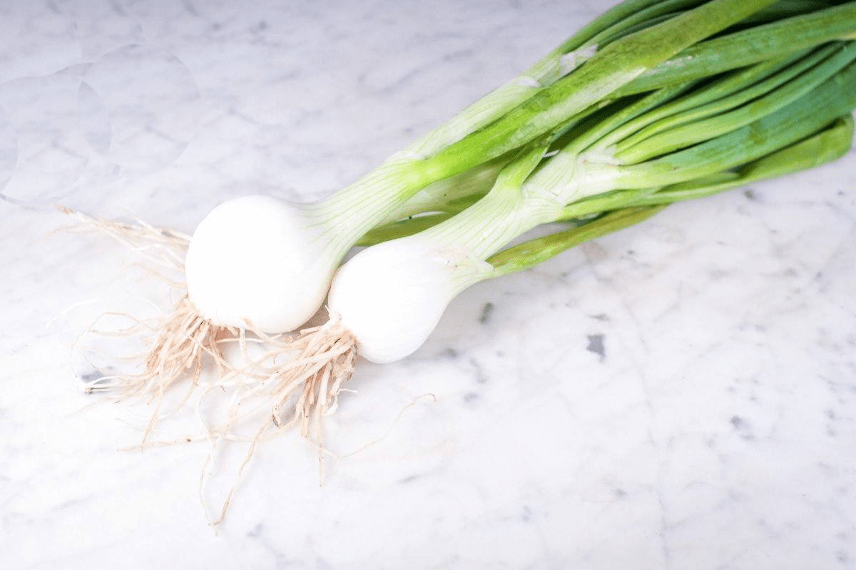 Oignons jaunes frais (botte) Les légumes Thomas et Guillaume - Aux 4 Vents Ferme Cueillette - Sailly-lez-Lannoy