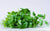 Persil plat (bouquet) Les légumes bio Thomas et Guillaume - Aux 4 Vents Ferme Cueillette - Sailly-lez-Lannoy