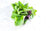 Basilic en conversion bio ( botte ) Les légumes bio Basile et Octave - La ferme du Recueil - Villeneuve-d'Ascq