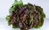 Salade batavia rouge bio (pièce) Les légumes bio Nathalie - Les Serres des Près - Villeneuve d'Ascq