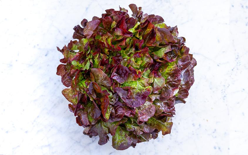 Salade feuille de chêne rouge bio (pièce) Les légumes bio Lomme Primeurs Bio - Lomme