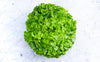 Salade feuille de chêne verte conversion bio (pièce) Les légumes bio Marion - Le chant des légumes - Herlies