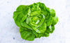 Salade laitue verte conversion bio (pièce) Les légumes bio Alain Pitten - Ferme du Recueil - Villeneuve d'Ascq