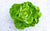 Salade laitue verte conversion bio (pièce) Les légumes bio Alain Pitten - Ferme du Recueil - Villeneuve d'Ascq