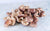 Shiitake (lentin du chène) bio (150g) Les légumes bio Jürgen & Gabrielle - La révolution champignon - Lomme