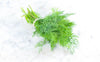 Aneth bio (bouquet) Les légumes bio Nicolas - La Ferme des 4 vents - Hem