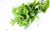 Menthe bio (bouquet) Les légumes bio Nicolas - La Ferme des 4 vents - Hem