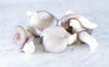 Champignons Pleurotes bio (200g) Les légumes bio Jürgen & Gabrielle - La révolution champignon - Lomme