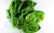 Epinards en conversion bio (500g) Les légumes bio Alain Pitten - Ferme du Recueil - Villeneuve d'Ascq