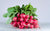 Radis ronds rouges en conversion bio (botte) Les légumes bio Marion - Le chant des légumes - Herlies