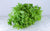 Salade frisée bio (pièce) Les légumes bio Nicolas - La Ferme des 4 vents - Hem