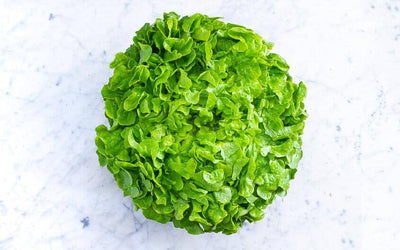 Salade feuille de chêne blonde bio (pièce) Les légumes bio Pierre olivier - ferme du Receuil