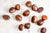 Marron bio (500g) Les fruits bio Lomme Primeurs Bio - Lomme