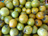 Tomates Green Zébra bio ( 800g) Les légumes bio Alain Pitten - Ferme du Recueil - Villeneuve d'Ascq